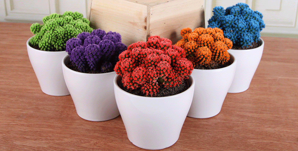 Dress Up Your Desk with Desert Gems