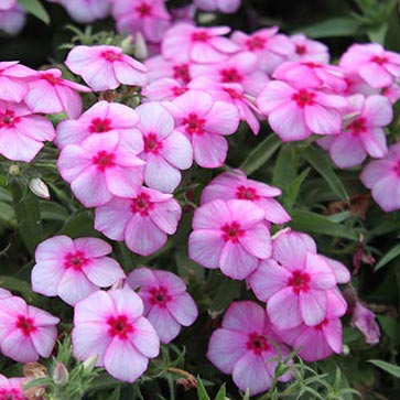 Gisele Pink Annual Phlox