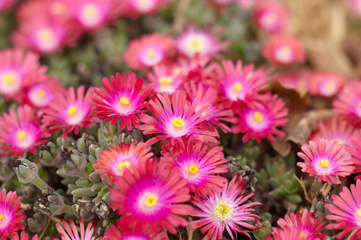 Reblooming Perennials for Months of Color