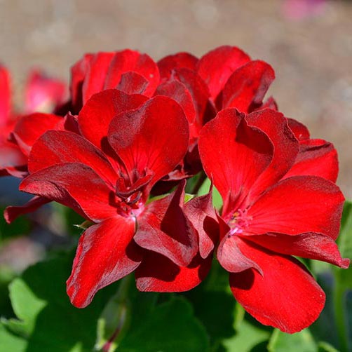 Calliope Medium Dark Red Geranium