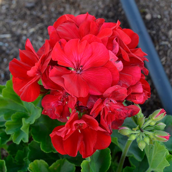Callope Medium Red Geranium