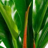A closeup image of the Philodendron Ruizii's lush green leaves.