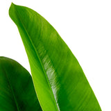 A closeup image of the Philodendron Ruizii's lush green leaves.