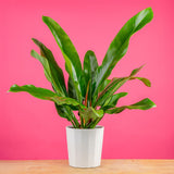 A 10in Philodendron Ruizii plant in a white decor container. The plant sits on a light wooden table with a bright pink backdrop. The leaves are large and a lush green.