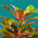 Siam Aurora Aglaonema | medium