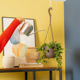 Hoya Silver Splash | medium