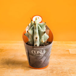 Hoya Silver Splash | medium