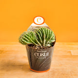 A Crested Cactus sits on a light wooden table with a bright orange backdrop. The cacti is in a grower's pot with a custom Costa Farms sleeve. The cacti has a unique texture filled with ridges and is unevenly rounded at the top. 