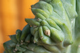 A closeup image of the Crested Cacti showing its' unique texture filled with ridges.