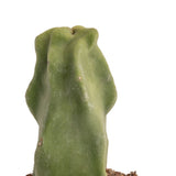 A closeup image of the Senita Cactus. This image shows the tip of the cacti and detail of the unique bumps and texture. 