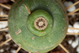 An aerial view of the Spiral Unicorn cactus close up image with the spiral shape.