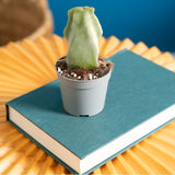 A Senita Cactus is on a blue book on top of a round yellow coffee table. 