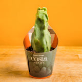 A Senita Cactus is on a light wooden table with a bright orange backdrop. The plant has a elongated textured look with bumps around the plant. This unique cacti is in a grower's pot with a custom Costa Farms sleeve. 