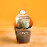 A Snowman Cactus sits on a light wooden table with a yellow backdrop. The cactus is in a grower's pot with a custom Costa Farms sleeve. The cactus is a ball shape, light green in color, and has spikes at the top. 