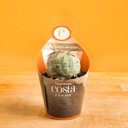 Epipremnum amplissimum Variegated | medium