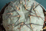 An aerial view of the Snowman Cactus showing the details of the spikes and texture of the cacti. 