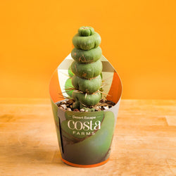 Monstera Burle Marx Flame | medium