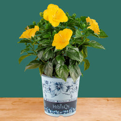 Tropical Hibiscus Flora | small