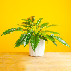 A Stenocereus Beneckei cactus on a light wooden table with a bright orange backdrop. The plant is uniquely shaped with small spikes. It is in a grower's pot and Costa Farms custom sleeve. 