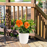 Tropical Hibiscus Adonicus Double Orange | medium