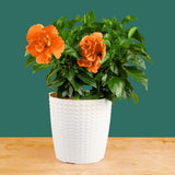 Tropical Hibiscus Adonicus Double Orange | medium