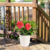 Tropical Hibiscus Adonicus Double Pink | medium