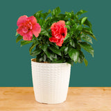 Tropical Hibiscus Adonicus Double Pink | medium