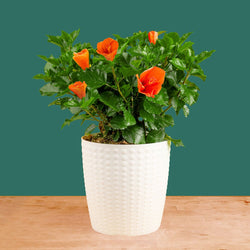 Tropical Hibiscus Flora | small