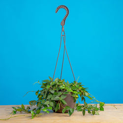 An Albo Syngonium plant sits on a light wooden table. The plant is in a black grower's hanging basket and boasts beautiful green foliage with splashes of white variegation.