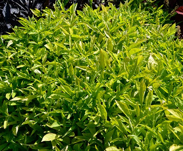 SolarPower Sweet Potato Vine