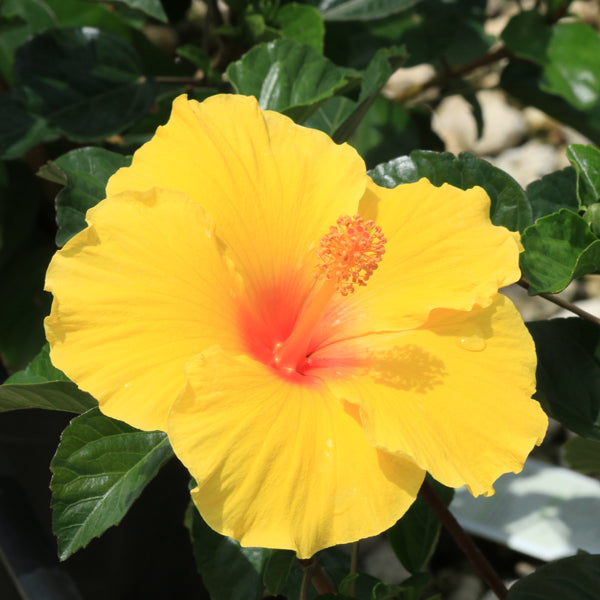 Tropic Escape® Pineapple Mule Hibiscus