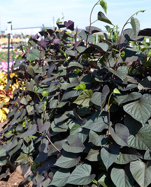 SolarTower Sweet Potato Vine