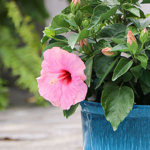 Tropic Escape® Rose All Day Hibiscus