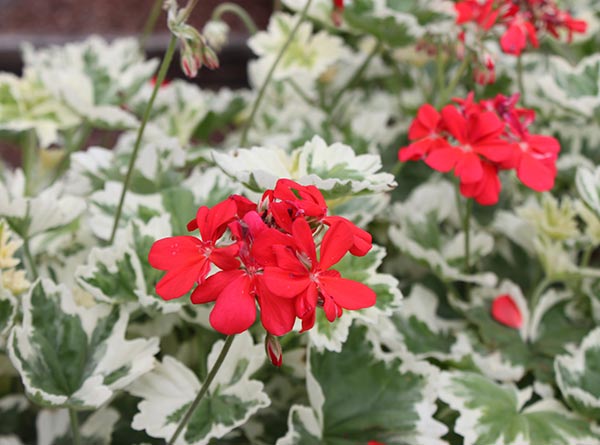 Mint Julep Annual Geranium