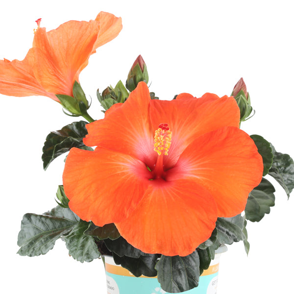 Tropic Escape® Tequila Sunrise Hibiscus
