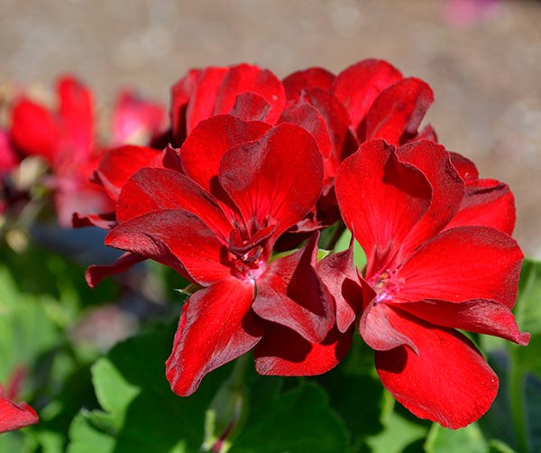 Calliope Medium Dark Red Geranium