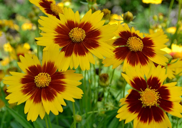 Uptick Gold and Bronze Coreopsis