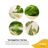 An infographic expressing the varying levels of variegation of the Monstera Lechleriana Albo plant. 