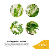 This is an infographic showing the varying levels of variegation on the leaves of the Albo Syngonium. 