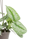 A 6.6in Scindapsus Exotica closeup image. The plant has light green rounded foliage.