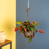 A 6.6in Syngonium Red Arrow plant in a hanging basket. The backdrop is gray and yellow, and the plant has beautiful green and red pointed foliage. 