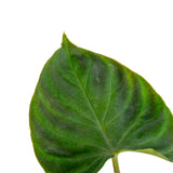 A closeup image of the Verrucosum foliage.