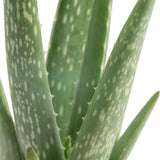 Aloe Vera | small