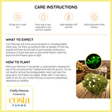 Firefly Petunia | Mini