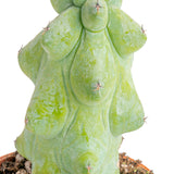 Fukuro Cactus | teacup