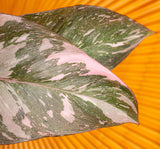 A closeup image of the Pink Princess plant. The leaves are green with splashes of pink variegation.