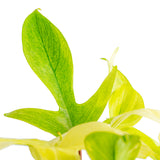 A close up of the Philodendron Florida Ghost plant's leaves. The leaves ae a mix of bright lime green and dark green. 