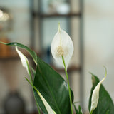 A closeup foliage shot of the Peace Lily white flower. 