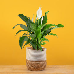anthurium plant with 4 blooms in cream pot 
