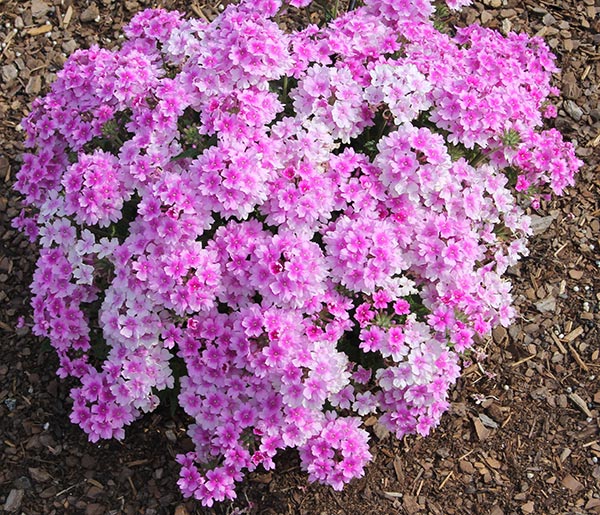 Endurascape Pink Bicolor Verbena